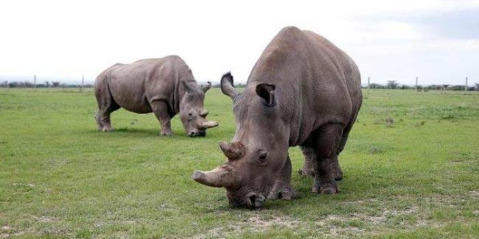 Ancaman Kepunahan Badak