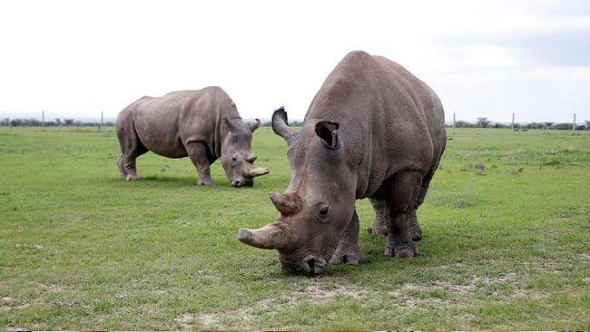 Ancaman Kepunahan Badak